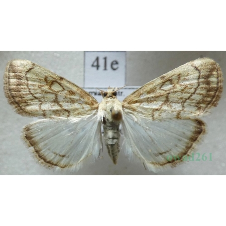 Evergestis pallidata (Hufnagel, 1767) Czech41e